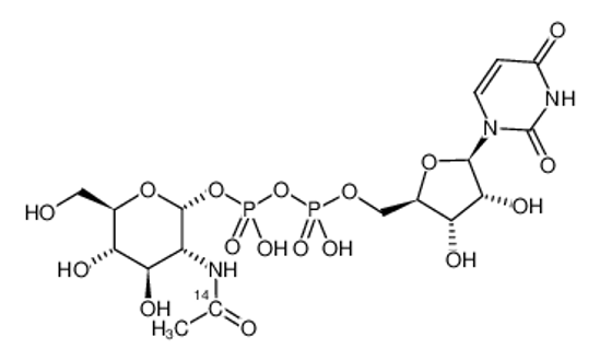 Picture of URIDINE DIPHOSPHATE N-ACETYL-D-GLUCOSAMINE, [ACETYL-1-14C]