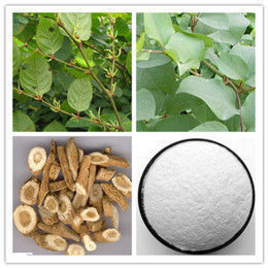 Picture of resveratrol，Polygonum cuspidatum
