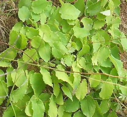 Show details for icariin（Epimedium P.E.）