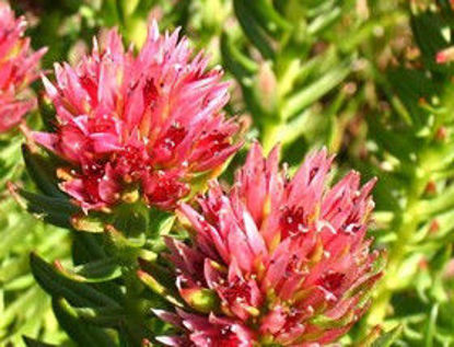 Show details for Salidroside，Rhodiola extract，Rhodiola Rosea P. E.，Rhodiola P.E.